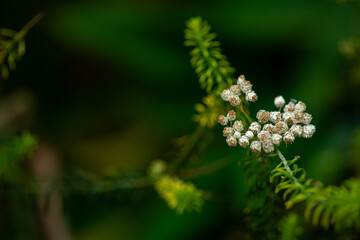 Ozothamnus diosmifolius is an erect, woody shrub in the family Asteraceae and is endemic to Eastern...