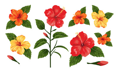 Hibiscus Flower Illustration Collection Tropical Botanical Clipart in Multiple Angles