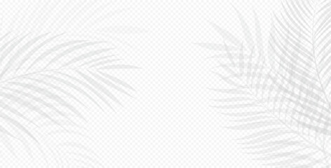 Elegant palm leaf shadows forming a soft frame on transparent background