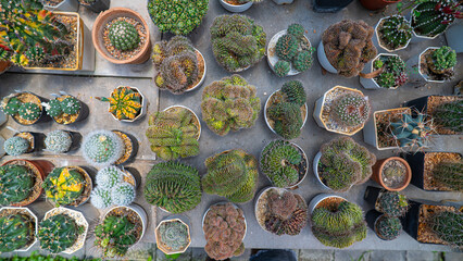 Various outdoor botanical cactus plantation house