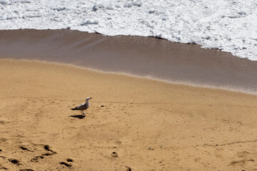 Seagull on beach coast. Bird with white and grey feather wings by sea shore, ocean wave foam and