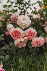 Beautiful pink roses blooming in a garden, showcasing vibrant colors and lush green foliage