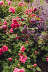 Fototapeta premium A close-up view of pink roses surrounded by lush greenery, showcasing the intricate details of the petals and leaves