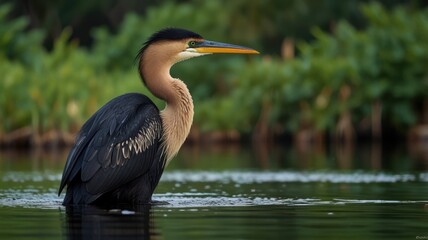 Heron wading in shallows