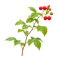 Vibrant Raspberries A CloseUp of Ripe Berries on the Branch on transparent background