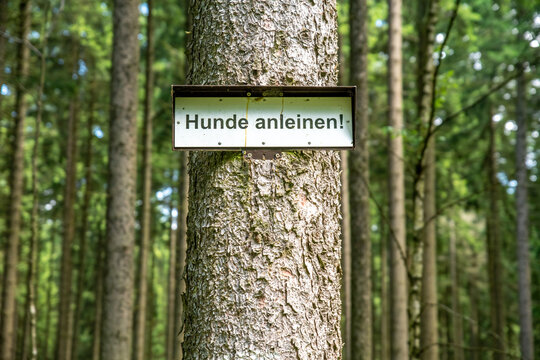 A signboard on the trunk of a tree with German inscription: Keep dogs on a leash