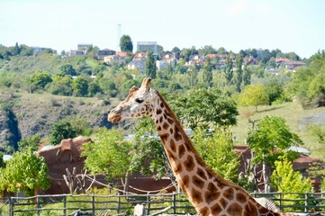 Obraz premium Giraffe in the zoo on the background of the city.