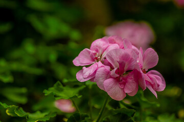 Geraniums, Crane's-bill or pelargonium graveolens