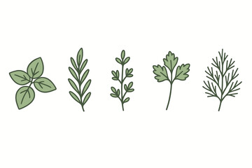 Assortment of fresh green culinary herbs and aromatic spices for cooking and healthy food preparation