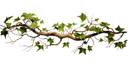 Detailed Close-Up of a Lush Green Ivy Vine Twisting Elegantly Against a Black Background, Ideal for Nature and Decorative Themes
