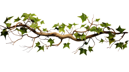 Detailed Close-Up of a Lush Green Ivy Vine Twisting Elegantly Against a Black Background, Ideal for Nature and Decorative Themes