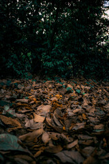 Obraz premium A photo of wet fallen leaves and deep green grass with a gloomy atmosphere. Vertical wallpaper. Cloudy weather.