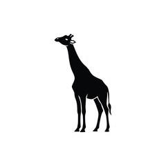 Elegant Adult Giraffe Standing Silhouette