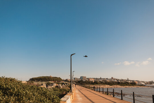 Single bird taking flight from street light along the Newcastle Breakwater