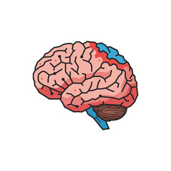 A detailed anatomical illustration of the human brain, highlighting its complex structure and functional regions, symbolizing intellect, memory, and thought.