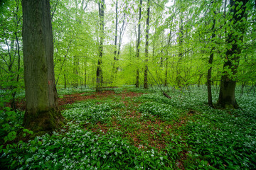 Frühlingswald in den Rheinauen in der Pfalz mit Bärlauch, frischem Grün und Sonnenaufgang am Morgen