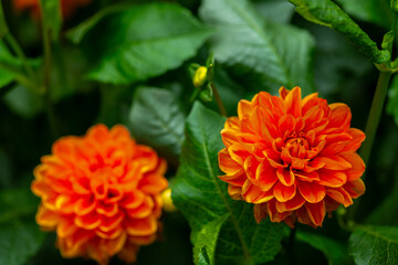 An orange Dahlia pinnata blooming in the garden