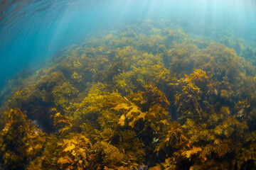 Kelp forest on the ocean floor.