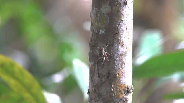Cicada, Cicadetta in the mangrove forest. Borneo