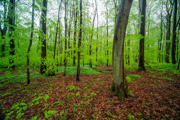 Frühlingswald in den Rheinauen in der Pfalz mit Bärlauch, frischem Grün und Sonnenaufgang am Morgen