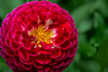 Dahlia pinnata, commonly known as a garden dahlia. It is a perennial herbaceous plant native to...