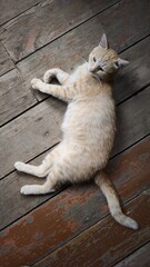 Fototapeta premium beautiful cute ginger cat sleeping on the wooden floor 