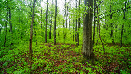 Fototapeta premium Frühlingswald in den Rheinauen in der Pfalz mit Bärlauch, frischem Grün und Sonnenaufgang am Morgen