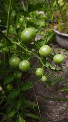 small green tomatoes with big leaves on the bush in the garden