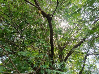 Green Tree Branches with Sunlight Through Leaves