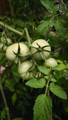 small green tomatoes with big leaves on the bush in the garden