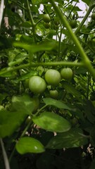 small green tomatoes with big leaves on the bush in the garden