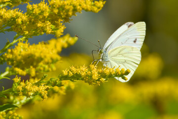 Close-up of a white butterfly resting on a goldenrods blossom	