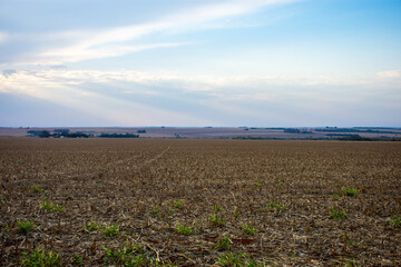 Obraz premium Farm in Mato Grosso do Sul, Brazil, after harvesting the corn crop.