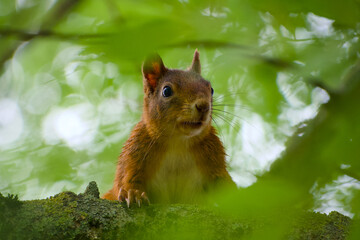 Close-up of a red squirrel peeking from a tree branch in natural habitat	