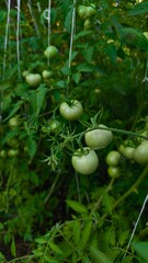 small green tomatoes with big leaves on the bush in the garden