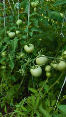small green tomatoes with big leaves on the bush in the garden