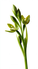 Green flower buds on single stem against white background, unopened plant blossoms with fresh leaves, botanical specimen with emerging blooms, natural floral growth stage
