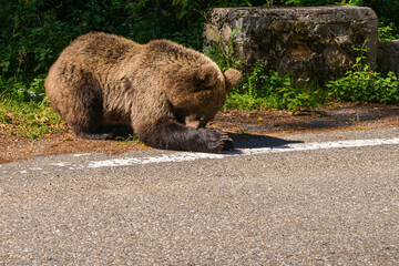 series of photos wild brown bear eating bread near the highway