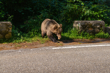 series of photos wild brown bear eating bread near the highway