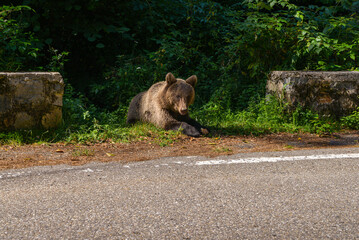 series of photos wild brown bear eating bread near the highway