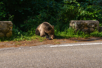 series of photos wild brown bear eating bread near the highway