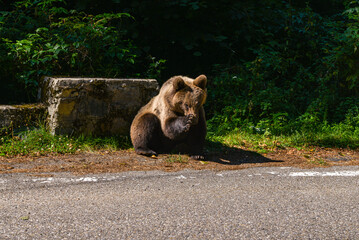 series of photos of a brown bear in the wild near a highway