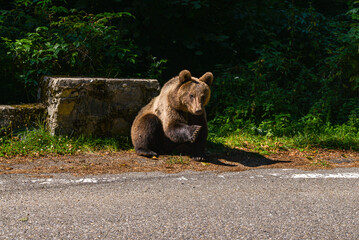 series of photos of a brown bear in the wild near a highway