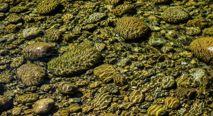 Underwater riverbed scene featuring sun-drenched stones and flowing water