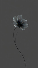 Single transparent flower with delicate petals on dark gray background, minimalist x-ray style botanical art, ethereal monochrome floral illustration with curved stem, elegant black and white nature 