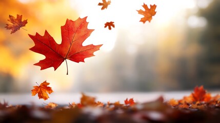 Falling autumn leaves forest path nature photography tranquil setting close-up view seasonal change