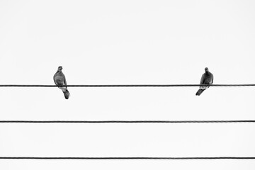 pigeons sitting calmly on power lines