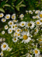 beautiful macro cammomile flowers growing in the summer garden among the green leaves and grass