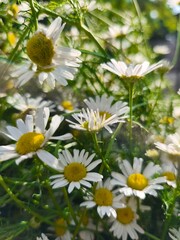 beautiful macro cammomile flowers growing in the summer garden among the green leaves and grass