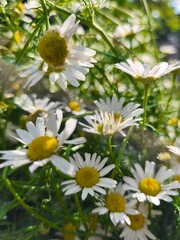 beautiful macro cammomile flowers growing in the summer garden among the green leaves and grass
